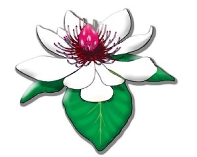 Baras "Magnolija"