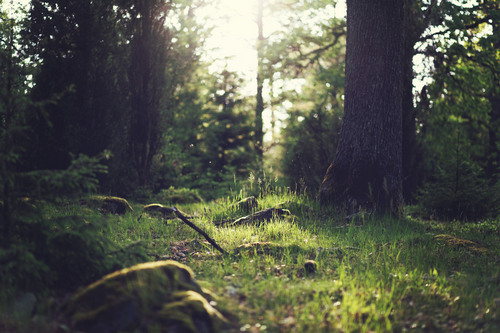 Ecological trail №2
